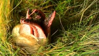 Devils Fingers Clathrus archeri timelapse [upl. by Icaj]