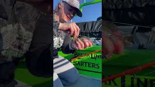 How to hook live bait for catfishing [upl. by Danita]