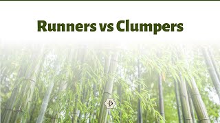 Running Bamboo vs Clumping Bamboo [upl. by Trescha714]