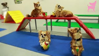 Cute Chihuahua Dog Tricks and Agility [upl. by Luba]