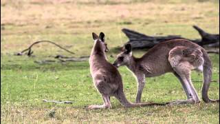 Critter Care Wildlife  Kangaroo Hugging Joey [upl. by Uird]