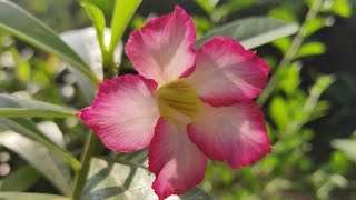 How to grow adenium from cuttingDesert Rose plant [upl. by Liggitt]