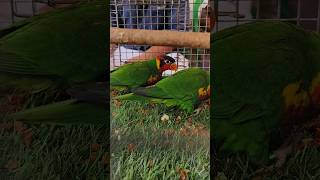 Ornate Lorikeet for sale  Exotic birds market  Sreerampur Pet Market  Very Cheap Price lorikeet [upl. by Nnawtna]