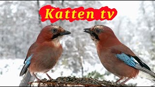 Katten tv 📺 Videos voor katten om vogels te kijken 🐦 [upl. by Pontius]