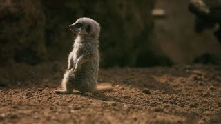 Meerkat pups explore their habitat at British zoo [upl. by Sandor]