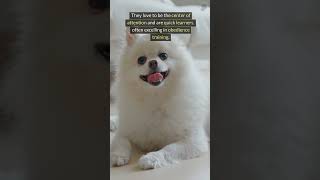 Are Pomeranians ACTUALLY Good Puppies [upl. by Orag]