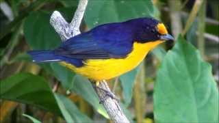 Euphonia violacea  Gaturamoverdadeiro  Violaceous Euphonia [upl. by Ettenyar]