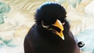 quotIm a Chickenquot Says This Talking Mynah Bird [upl. by Meter198]