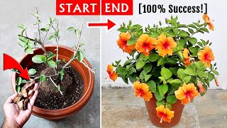 Watch How To Get TONS of FLOWERS On Hibiscus [upl. by Enilrad962]