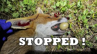 FOX AND DEAD PHEASANT CHICKS IN MOUTH [upl. by Ethelin86]