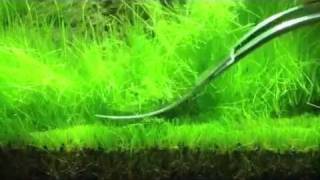 Trimming Hair Grass eleocharis acicularis ADA 60P [upl. by Tham]