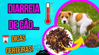 COMO CURAR CACHORRO DOENTE COM DIARRÃ‰IA E FEZES MOLE REMÃ‰DIOS CASEIROS QUE FUNCIONAM PARA CÃƒES [upl. by Anerev714]