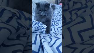 Grey 🐈‍⬛ funny cat catlover [upl. by Body769]