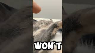 I won’t let you go cat funny relatable [upl. by Liam]