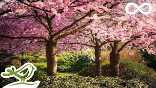 Beautiful Relaxing Music • Romantic Japanese Music for Relaxation [upl. by Kriss]