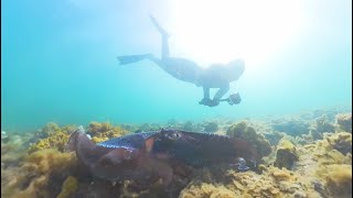 Whyalla SA 2024  Giant Cuttlefish Dive [upl. by Drice]