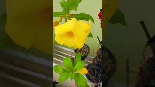 Yellow allamanda l evergreen plant l grow from cutting easily gardenning youtube shorts [upl. by Keldon452]