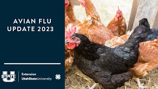 Avian Flu Update 2023 [upl. by Oliva]