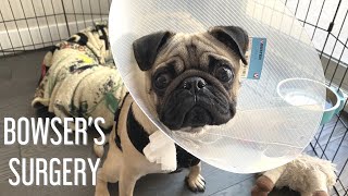 Pug Gets Neutered  Nares Widened and Soft Palate Surgery  VLOG [upl. by Touber993]