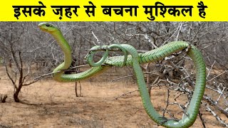 इसके ज़हर से बचना मुश्किल है How poisonous is a boomslang snakeBoomslang Snake FactsAnimals Vines [upl. by Sandro925]