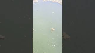 Fish hatchery Noorsarai Nalanda Bihar [upl. by Anaiviv]