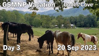 GSMNP  Cades Cove  Day 3  20 Sep 2023 [upl. by Darrick]