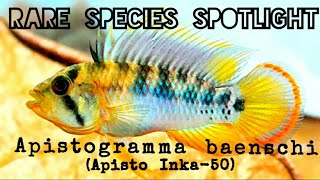 The Rare Mini Apistogramma baenschi  Care amp Background Info Species Spotlight quotInka50quot [upl. by Eenoj]