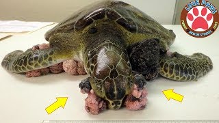 Removing Barnacles Ghost Net Tumour from Poor Sea Turtles Compilation 2019  Rescue Sea Turtles [upl. by Teuton]