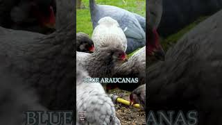 Araucana chickens green eggs chicks crowing rooster plumage colors gallinamapuche araucana [upl. by Mastic]