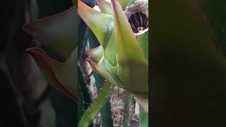 Check out a disease called anthracnose which affects dragon fruit plants anthracnose nature [upl. by Anikes]