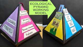 Ecological Pyramids in Ecosystem project model  Food Pyramid model  Exhibition model for school [upl. by Stoneham712]