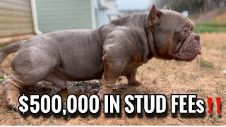 500000 In Stud Fees American Bully Dog 🤯 Micro Bully [upl. by Aicirtel493]