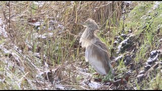 Bizarre Squacco Heron in December in the Netherlands and some other wintering birds [upl. by Eilsek]