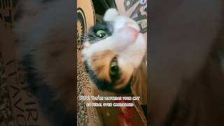 Calico Cats be like… 🐈 cat funny cats catlover trending [upl. by Leahcimauhsoj464]