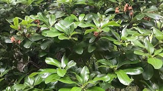 How to Prune Rhododendrons [upl. by Vanya895]