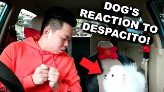 My Dogs Reaction to Despacito by Luis Fonsi Ft Justin Bieber  He had an Accident [upl. by Tabbi]