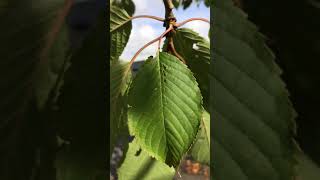 Wild cherry  leaf close up  September 2017 [upl. by Elysee]