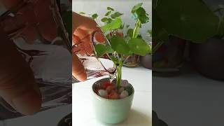 Indoor plants growing without soil  Pennywort Plant propagation in water [upl. by Tebasile883]