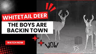 Whitetail Deer  Buck Trail Camera Video  The Boys Are Back In Town deer whitetaildeer trailcam [upl. by Star]