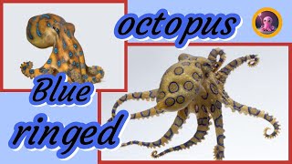 The Blue Ringed Octopus The Worlds Most Venomous Octopus  Erudite Octopus [upl. by Gresham]