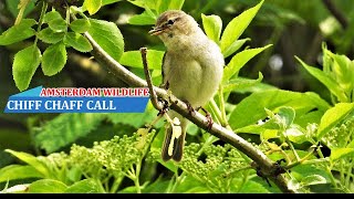 Chiffchaff chirping in spring chiffchaff singing bird song [upl. by Nylrak138]