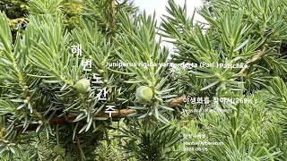 해변노간주 Shore Juniper 야생화를 찾아서269 in search of wildflowers 한밭수목원 Hanbat Arboretum [upl. by Hcone]