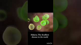 Malaria  parasite of malaria 🦟female anopheles mosquito 🦟 [upl. by Annayrb276]