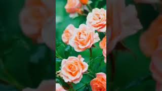 Roses and Rain rain relaxing relaxingsounds rainsounds rosesintherain soothingsounds [upl. by Akierdna]