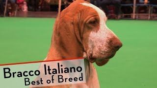 Crufts 2015  Bracco Italiano  Best of Breed [upl. by Nitsud]