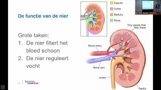 Chronische Nierschade [upl. by Adiol]