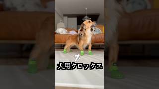 犬用クロックス熱湯に入れたら奇跡が起きた！ [upl. by Aramal]