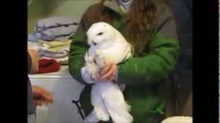 Snowy Owl in the Laundry Room [upl. by Awhsoj]