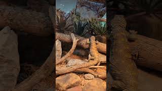 Beautiful Uromastyx uromastyx lizard reptiles petreptile [upl. by Randy]