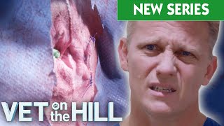 Dogs Infected Butt Glands Removal And Nasty Leg Amputation On Run Over Cat 😱 VOTH S5 E4  Bondi Vet [upl. by Maroney]